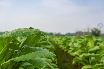 Tobacco field light green Tobacco leaf plant growing in tobacco field view of tobacco plant in field at Chiang Mai province northern Thailand