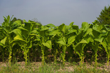 Fototapeta na wymiar Tobacco field light green Tobacco leaf plant growing in tobacco field view of tobacco plant in field at Chiang Mai province northern Thailand