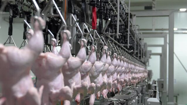 Fresh chicken hanging on conveyor machine in meat food industry.