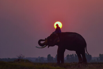 Man riding on top of elephant on sunset