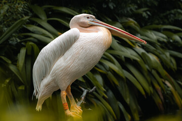 The great white pelican (Pelecanus onocrotalus) sstanding on the tree branch, aka the eastern white pelican, rosy pelican or white pelican, is a bird.