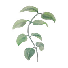 Young green plant. Fresh sprout. Watercolor Young green plant. Fresh sprout. Watercolor illustration of vegetation.

