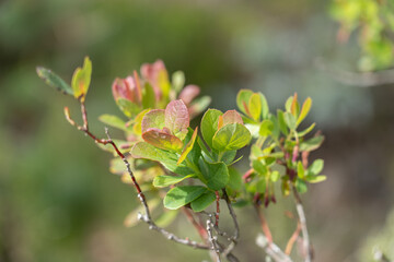 Vaccinium reticulatum, known as ʻōhelo ʻai in Hawaiian, is a species of flowering plant in the heather family, Ericaceae, that is endemic to Hawaii. Haleakala National Park, Maui