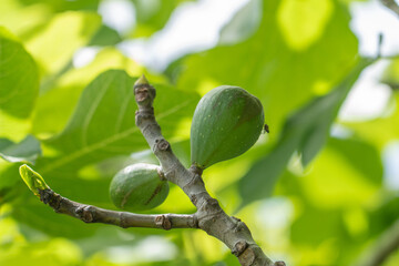 The fig is the edible fruit of Ficus carica, a species of small tree in the flowering plant family...
