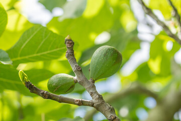 The fig is the edible fruit of Ficus carica, a species of small tree in the flowering plant family Moraceae. Fruit trees at Sun Yat Sen Park, Upcountry Maui, Hawaii. © youli zhao