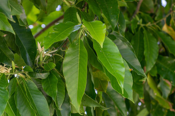 Magnolia  alba, also known as the white champaca, white sandalwood, or white jade orchid tree. is a flowering plant. Sun Yat Sen Park, Maui Hawaii 