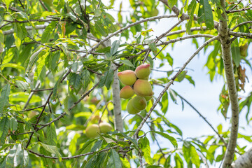 The peach (Prunus persica) Fruit trees at Sun Yat Sen Park, Maui, Hawaii. Hundreds of peach and nectarine cultivars are known.