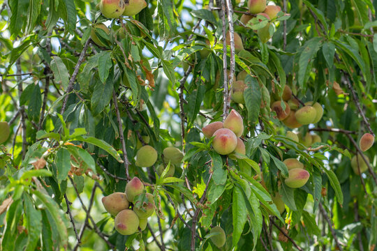 The peach (Prunus persica) Fruit trees at Sun Yat Sen Park, Maui, Hawaii. Hundreds of peach and nectarine cultivars are known.