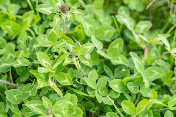 Trifolium pratense, the pink clover or sometimes red clover, is a herbaceous species of flowering...