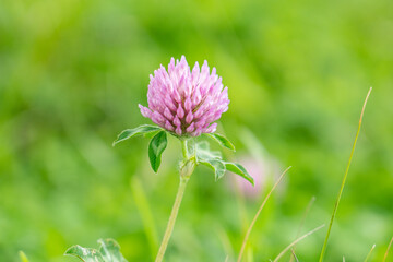 Trifolium pratense, the pink clover or sometimes red clover, is a herbaceous species of flowering...