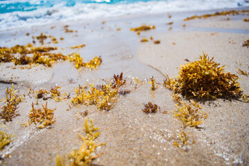 sea kelp 