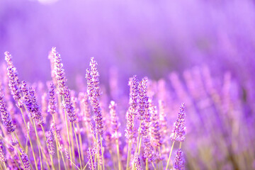Lavender bushes closeup on sunset. Sunset gleam over purple flowers of lavender. Provence region of France.
