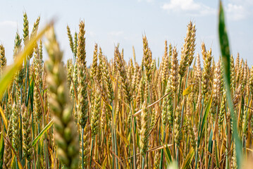 Obraz premium field of wheat