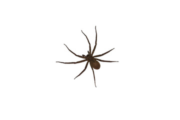 Isolated image of a large spider on a png file at transparent background.