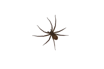 Isolated image of a large spider on a png file at transparent background.