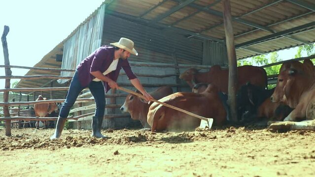 Caucasian male worker, cattle herder on a Brahman beef farm, working outdoors using a rake to clean and dry cow dung in the stall and clean up for sanitation and collect it as manure for agriculture.