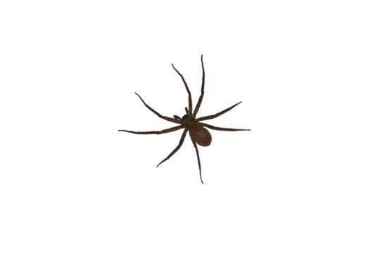 Isolated image of a large spider on a png file at transparent background.