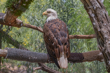 Bald Eagle on a Branch