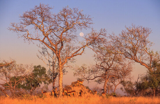 African Moonrise