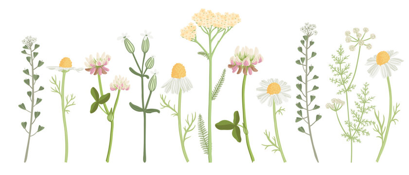 white field flowers, vector drawing wild flowering plants at white background, floral isolated elements, hand drawn botanical illustration