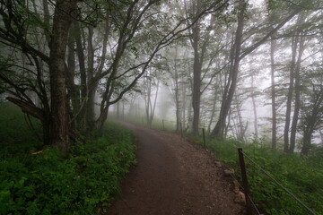 Obraz premium View of the ecological trail at the top of the Una-koz ridge of the Caucasus Mountains on a summer day in low cloud conditions, Dakhovskaya, Republic of Adygea, Russia
