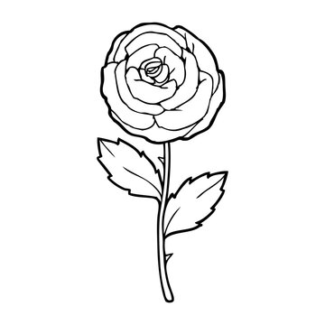 rose line vector illustration