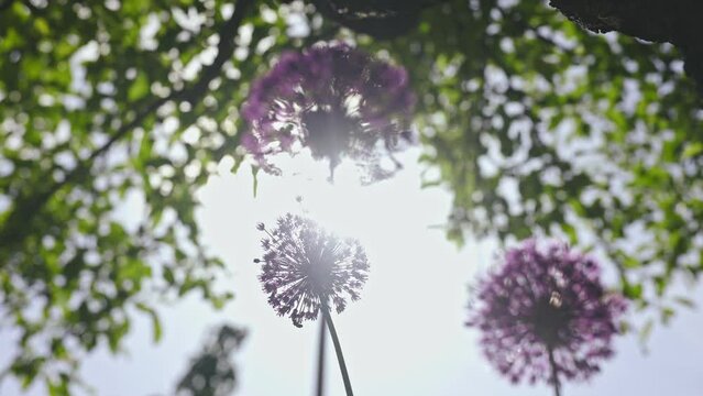 A view of the ornamental onions from below under the tree.