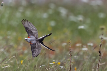 Scissor-tailed flycatcher. Tyrannus forficatus