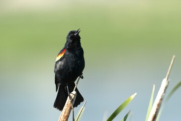 Red winged blackbird calling out.