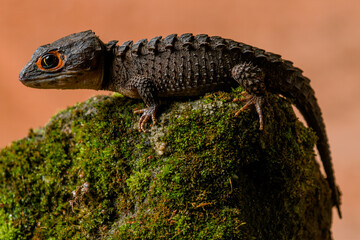 Red-Eyed Crocodile Skink Tribolonotus gracilis