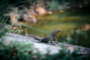 Lizard on the rock. It is swallowing a frog.