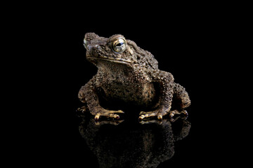 frog on black background