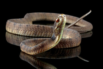 boiga cynodon snake on natural background, colubrid snake endemic to asia