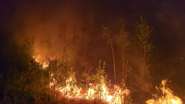 Trees Engulfed in Flames at Night in Wildfires of Alberta, Canada. 