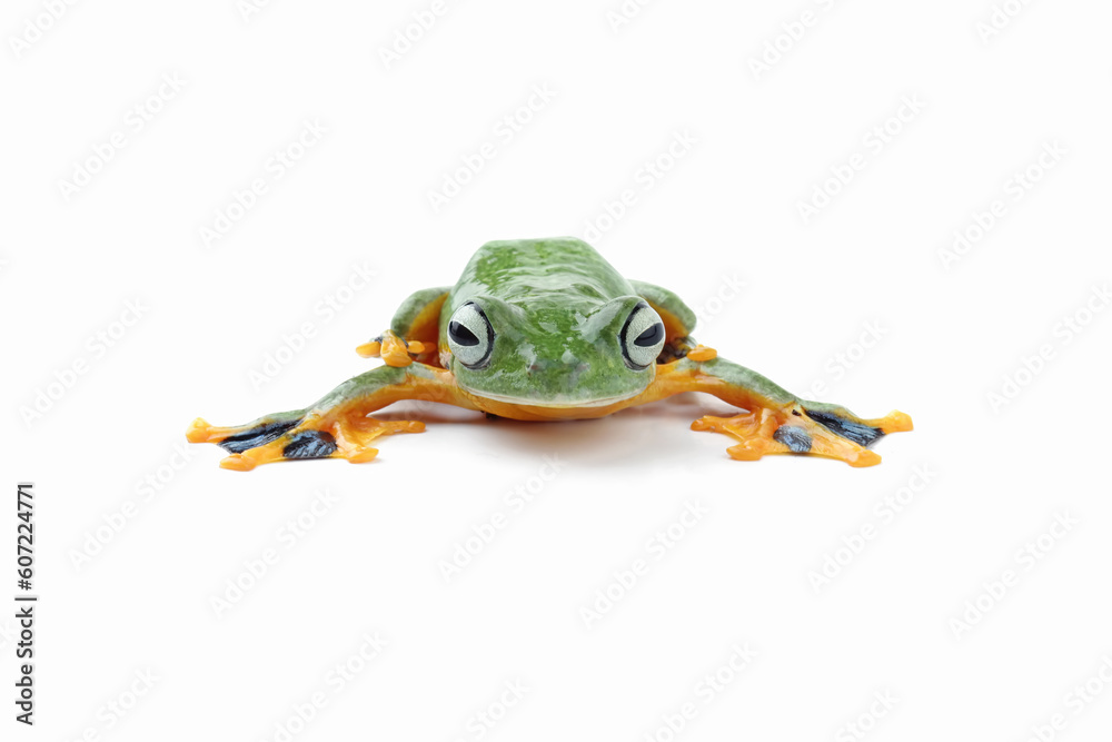 Wall mural flying tree frog isolated on white background ( rhacophorus reinwardtii )