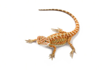 baby bearded dragon isolated on white background