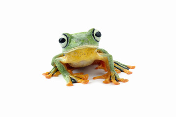 flying tree frog isolated on white background ( rhacophorus reinwardtii )