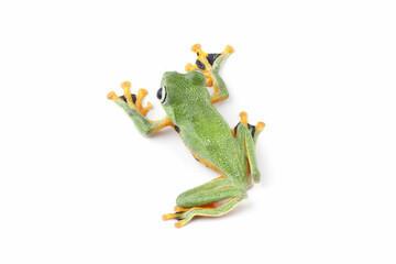 flying tree frog isolated on white background ( rhacophorus reinwardtii )
