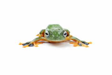 flying tree frog isolated on white background ( rhacophorus reinwardtii )