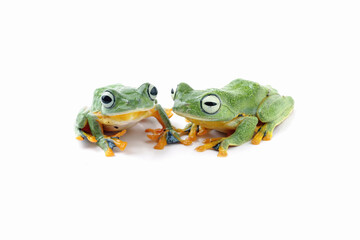 flying tree frog isolated on white background ( rhacophorus reinwardtii )