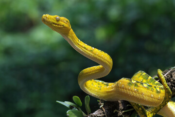 yellow snake in the tree, green tree python