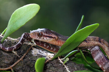 snake in a tree, boiga cynodon snake