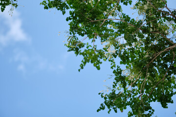 Indian Cork or Cork Tree in Thailand.