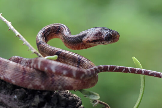 snake in a tree, boiga cynodon snake
