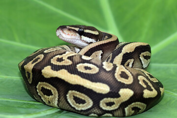 close up of a python,  regius python