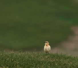sparrow on the grass