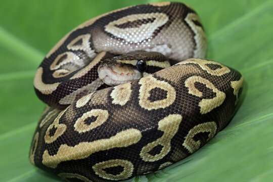 close up of a python,  regius python