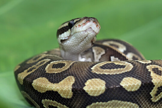 close up of a python,  regius python