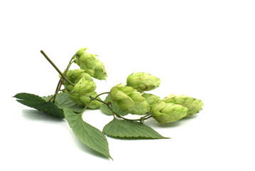 Sprig of green hops over a white background