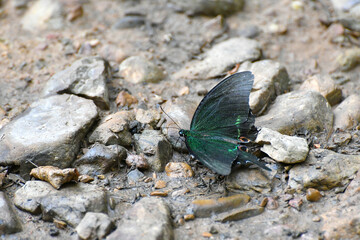 Butterfly at Kaeng Krachan National Park, Thailand.
